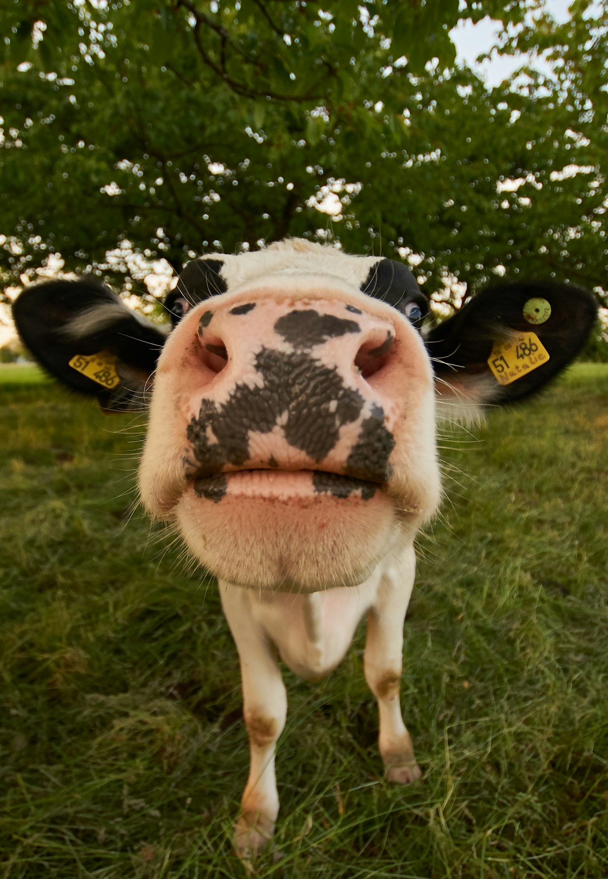 Foto ilustrasi: Lebih dekat dengan sapi; bukan dokumentasi Arka Cahaya Farm